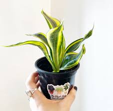 Image result for Sansevieria trifasciata