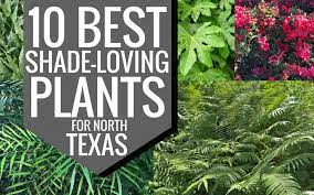 With the helpful information provided by ty ty nursery, your decision will be much simpler. Plants For Dallas Your Source For The Best Landscape Plant Information For The Dallas Ft Worth Metroplex10 Best Shade Loving Plants For North Texas