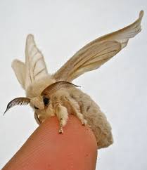Puppet The Silkworm Moth Silkworm Moth Poodle Moth Venezuelan Poodle Moth