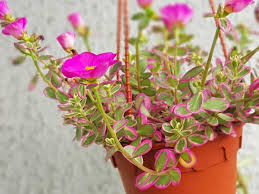 Image result for Portulacaceae