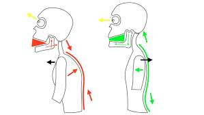 The Interesting relationship between jaw and posture