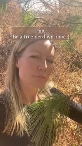 Be aware of poisonous pine species