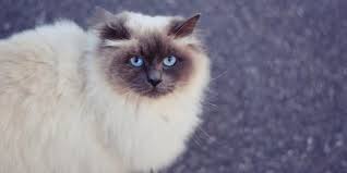 Mata adalah bagian yang juga sangat menarik pada kucing. Ras Himalaya Hingga Siam 5 Jenis Kucing Ini Punya Mata Biru Penuh Pesona Merdeka Com