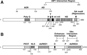 What license do i need to apply fertilizers? Hox Transcription Factor Ultrabithorax Ib Physically And Genetically Interacts With Disconnected Interacting Protein 1 A Double Stranded Rna Binding Protein Journal Of Biological Chemistry