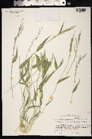 Image result for Urochloa semiundulata