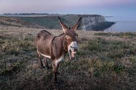 How much does owning a pet donkey cost per month? How Much Does A Donkey Cost Horsezz