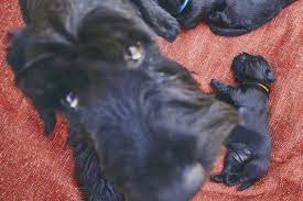 Fading Puppy Syndrome Prevention And Treatment Animalso
