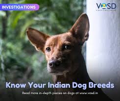 The list of indian dog breeds is crucial for saving native breeds of dogs. Know Your Indian Dog Breeds Vosd