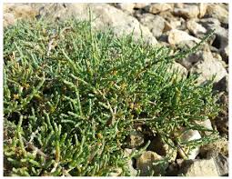 Image result for Sarcocornia natalensis