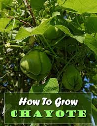 Chayote can grow as an annual as far north as plant hardiness zone 7. How To Grow Chayote Squash Plants How To Grow Squash Plant Survival Gardening