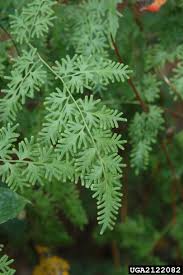 Image result for Lygodium