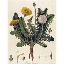 Public Domain Dandelion Illustration Bing Images Botanical Drawings Botanical Illustration Scientific Illustration Images spice up any write up and add to its appeal to readers. public domain dandelion illustration