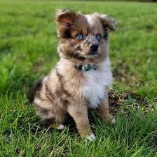 Toy aussies also tend to get along fabulously with children and other dogs. Is The Exuberant Aussie Pom The Right Dog Breed For You K9 Web