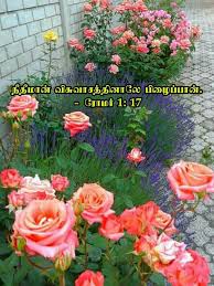 Pin By Tamil Mani On Garden Roses Rose Garden Design Wonderful Flowers Beautiful Flowers