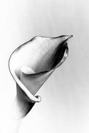 Black And White Realistic Calla Lily Tattoo Tattoo Ideas On Pinterest Calla Lily Tattoos Skulls And Calla Lily Flower Tattoos Calla Lily Tattoos Lilies Drawing