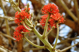 Image result for Erythrina abyssinica