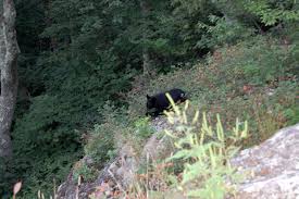 We speculated that most people thought they were unripened black berries. Bears Shenandoah National Park Loft Mountain Campground Mid August Still With Zoom But Before The Pi National Parks Shenandoah National Park Shenandoah