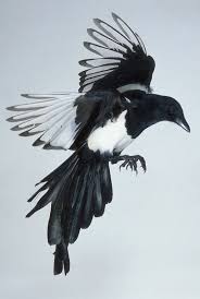 Pied Crow Black Bird With White Ring Around Neck Next Tattoo Magpies Black Bird Tattoo Magpie Tattoo Magpie Art