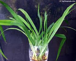 Top questions about walking iris plants. Neomarica Longifolia Trimezia Martinicensis Yellow Walking Iris Apostle Plant Martinique Trimezia Toptropicals Com