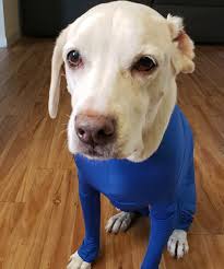 daisy tries shed defender the dog onesie that controls