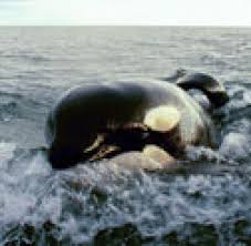 Refine your search for keiko orca death. Keiko Starb An Lungenentzundung Welt