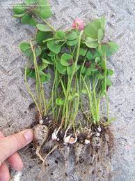 While oxalis triangularis, or false shamrock, has dark purple leaves and pinkish lavender flowers when placed in bright indirect light. Plantfiles Pictures Oxalis Good Luck Plant Wood Sorrel Iron Cross Oxalis Tetraphylla By Perennialgirl