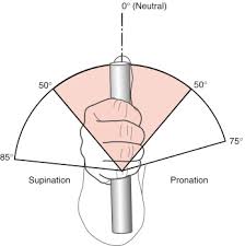 Supination An Overview Sciencedirect Topics