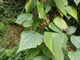 Image result for Zehneria