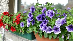 We must say that the plants bear the heat in different ways depending on the surrounding. Balcony Tour Summer Flowers 2018 Youtube