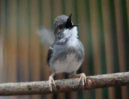 3 memancing suara burung ciblek; Suara Ciblek Kristal Gacor Untuk Masteran Durasi Panjang Mp3 Binatang Peliharaan