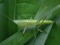 Image result for Ruspolia sp. no. 1 (Biegel 5407)