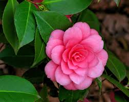 Camellia Flower Is A Broadleaf Woody Plant Native To South Eastern Asia Bhutan Japan And China Countries T Flowers Flowers Name List Indoor Flowering Plants