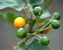 Image result for Solanum supinum