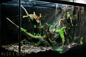 So if you have many mantis of this species, keep them in individual enclosures. Orchid Mantis Terrarium