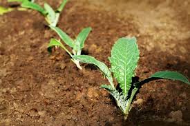 If you have trouble with diseases, ask your county extension agent about disease control. Artichoke Planting Starting Tips