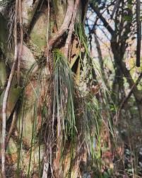 Image result for Vittaria