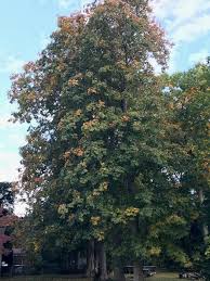 A beautiful specimen tree perfectly suited for use in smaller landscapes. Street Trees Part 2 Aesculus Buckeye Bygl