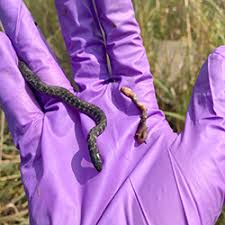 Play the classic mobile snake game for free online. Unearthing A Fossorial Snake Illinois