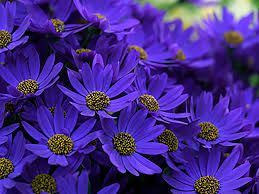 Free Images : Flower, Flowering Plant, Pericallis, Petal, African Daisy,  Purple, Violet, Lilac, Botany, Spring, Wildflower, Close Up, Annual Plant,  Ice Plant Family, Marguerite Daisy, Barberton Daisy, Aster, Dorotheanthus  Bellidiformis, Magenta, Daisy