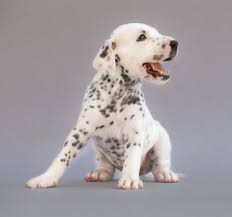Dog Hiccups Whole Dog Journal