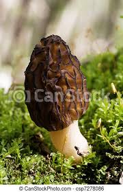 Schwarze pilze, die in unserem land als judasohr pilz/ gelee ohr pilz bekannt sind, sind ein unverzichtbarer bestandteil der asiatischen küche. Morchel Morchella Schwarzer Pilz Wachsen Morchel Schwarz Moss Schwammerl Canstock