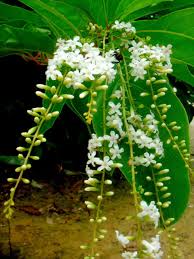 Image result for Citharexylum