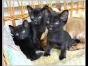 Bombay Cat Breed Profile | Petfinder