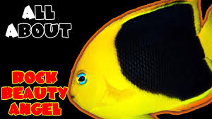 Check spelling or type a new query. All About The Rock Beauty Angelfish Youtube