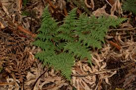 Image result for Cheilanthes quadripinnata