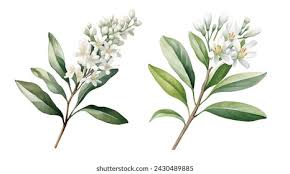 Image result for Cassinopsis