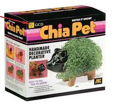 ch ch ch chia chia pet pets my childhood memories