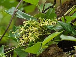 Image result for Cryptolepis obtusa