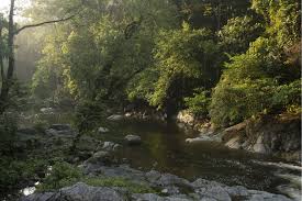 In recent years, production and trade statistics for the forestry departments of peninsular malaysia, sabah and sarawak have also been available on the internet. Riparian Habitat In The Lowland Forest Along Sungai Peres At The Type Download Scientific Diagram