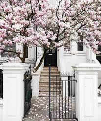 Blooming Tulip Magnolias Have Me Excited For Spring Via The Talented Humphreyandgrace Her Feed Is Amazing Tulip Tulip Magnolia Tulips Garden Spring Photography